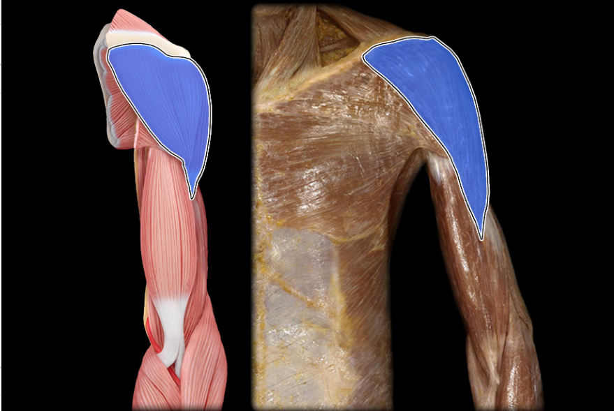 Appendicular Muscles Flashcards | Knowt