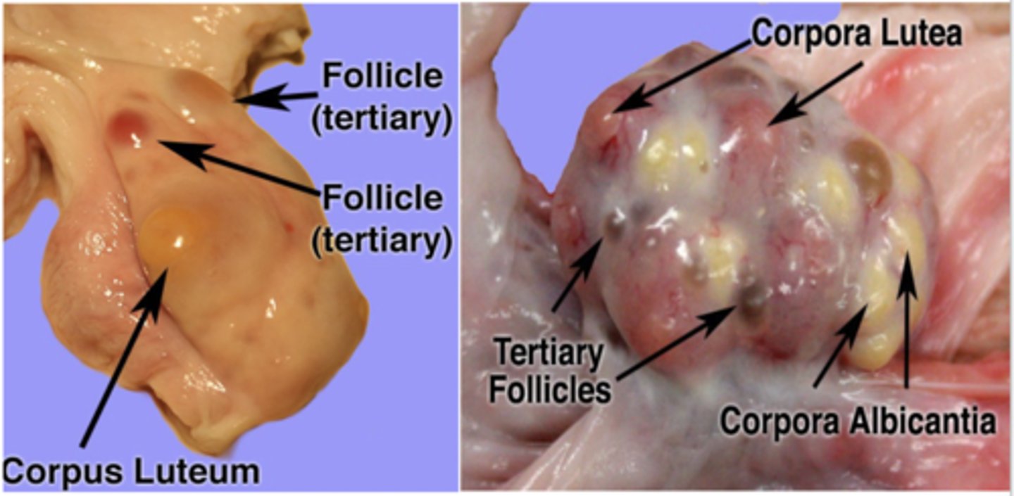 <p>corpus albicans</p>