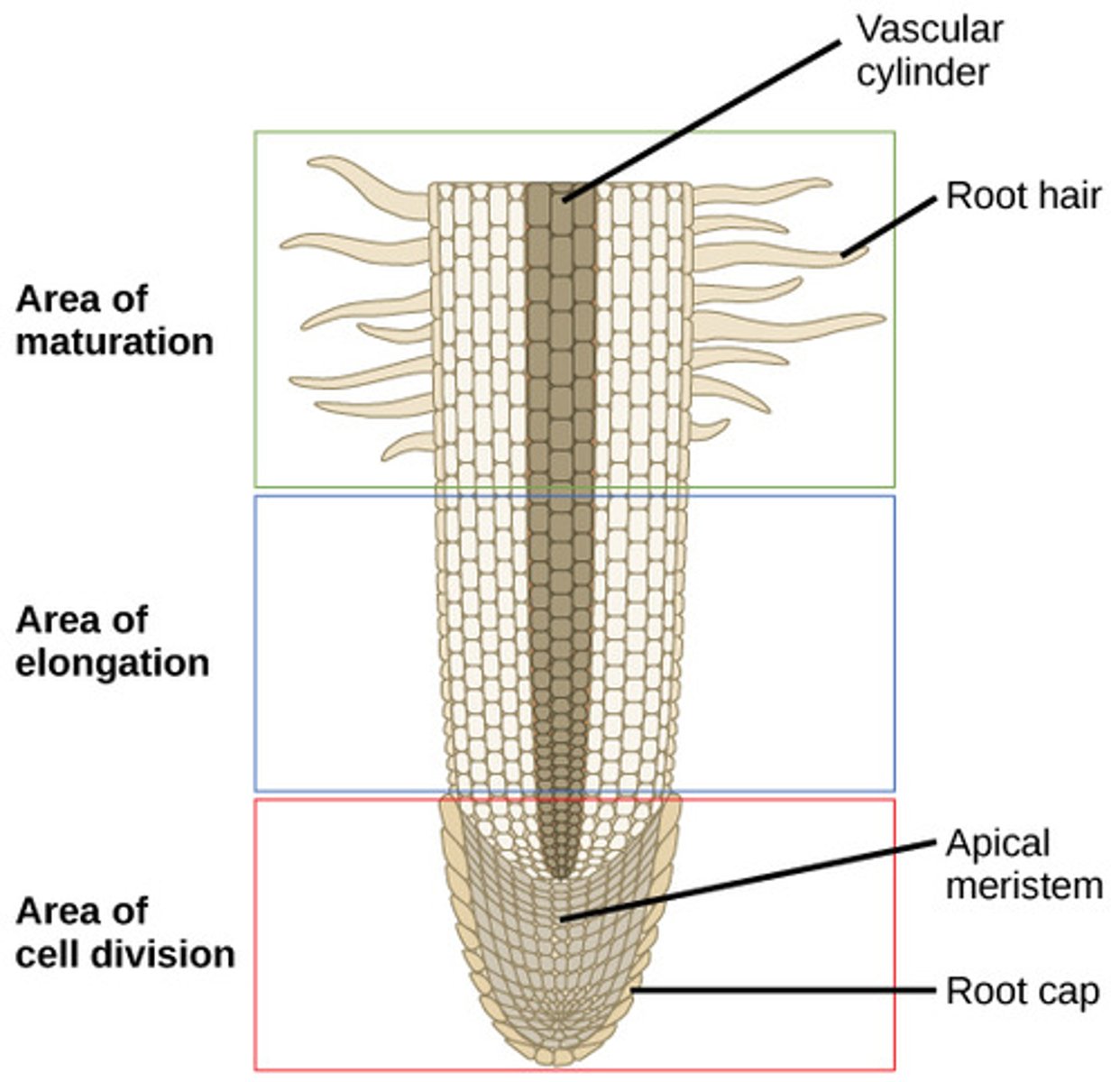 <p>zone of maturation<br><br>(Note: root hairs may grow here)</p>