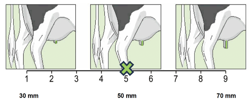 <p>Teat length </p>