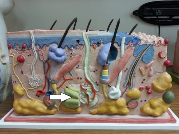 <p>found in axillary (armpits), areola of breast, and anogenital areas</p>