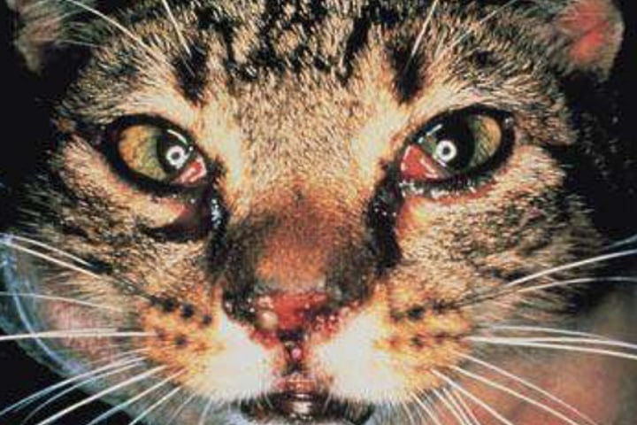 <p>Feline viral rhinotracheitis (FVR) is part of the Feline Upper Respiratory-Conjunctival Disease Complex and is a: <br><br>a) Poxvirus<br>b) Herpesvirus<br>c) Calicivirus<br>d) Influenzavirus</p>