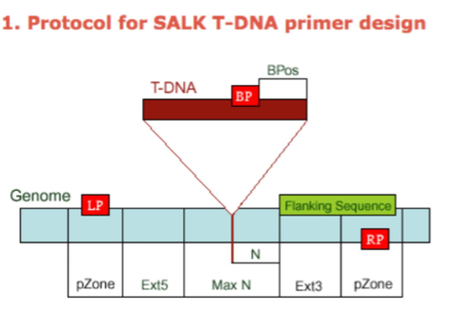 <p>- N = difference of the actual insertion site and the flanking sequences position, usually 0-300 bases</p><p>- MaxN = maximum difference of the actual insertion site and the sequences, default 300 bp's</p><p>- pZone = regions used to pick up primers, default 100 bp's</p><p>- Ext5, Ext3 = regions between the MaxN to pZone, reserve for not picking up primers</p><p>- LP, RP = left, right genomic primer</p><p>- BP = T-DNA border primer</p><p>- LB = left T-DNA border primer</p><p>- BPos = the distance from BP to the insertion site</p>