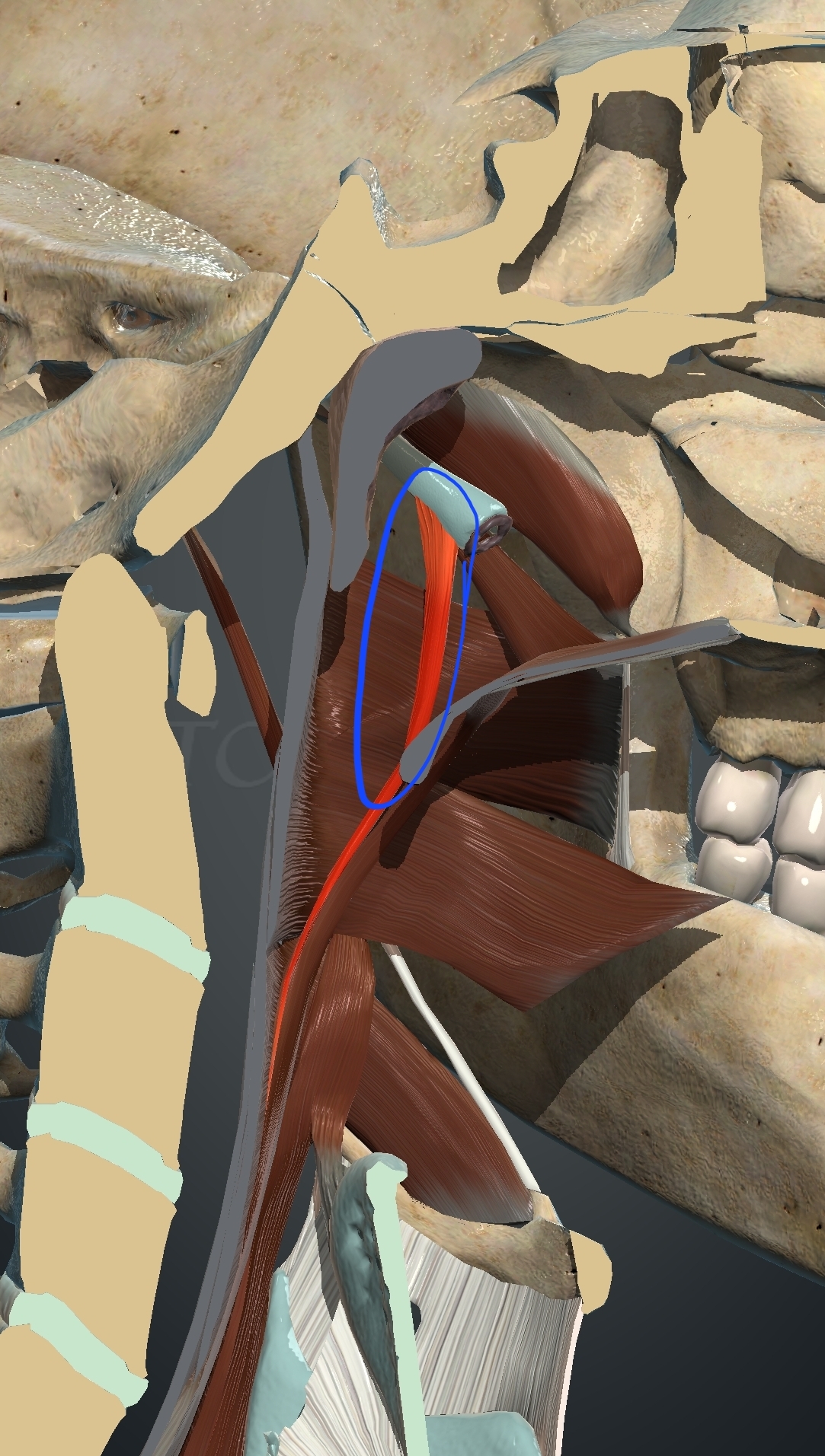<p>What muscle is this?</p>