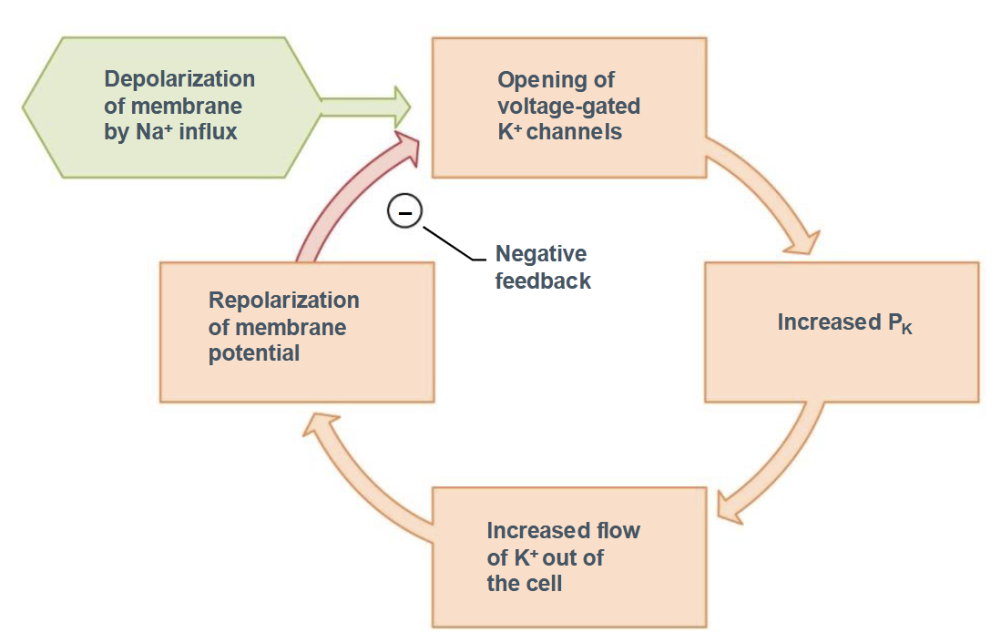 <ol><li><p><span style="background-color: transparent;"><span>Depolarization of the membrane by Na</span><sup><span>+</span></sup><span> influx</span></span></p></li><li><p><span style="background-color: transparent;"><span>Opening of voltage-gated K</span><sup><span>+</span></sup><span> channels</span></span></p></li><li><p><span style="background-color: transparent;"><span>Increased P</span><sub><span>K</span></sub></span></p></li><li><p><span style="background-color: transparent;"><span>Increased flow of K</span><sup><span>+</span></sup><span> out of the cell</span></span></p></li><li><p><span style="background-color: transparent;"><span>Repolarization of the membrane potential leads to negative feedback loop</span></span></p></li></ol><p></p>