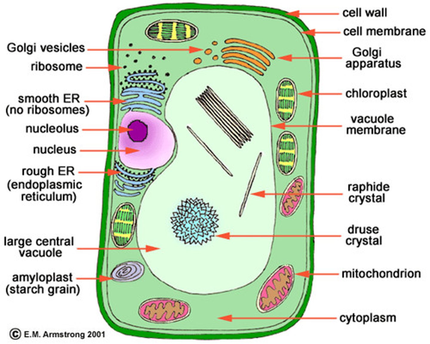 <p>Nucleus, cytoplasm, cell membrane, mitochondria, chloroplasts, cell wall, vacuole</p>