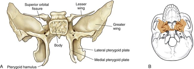 of the sphenoid