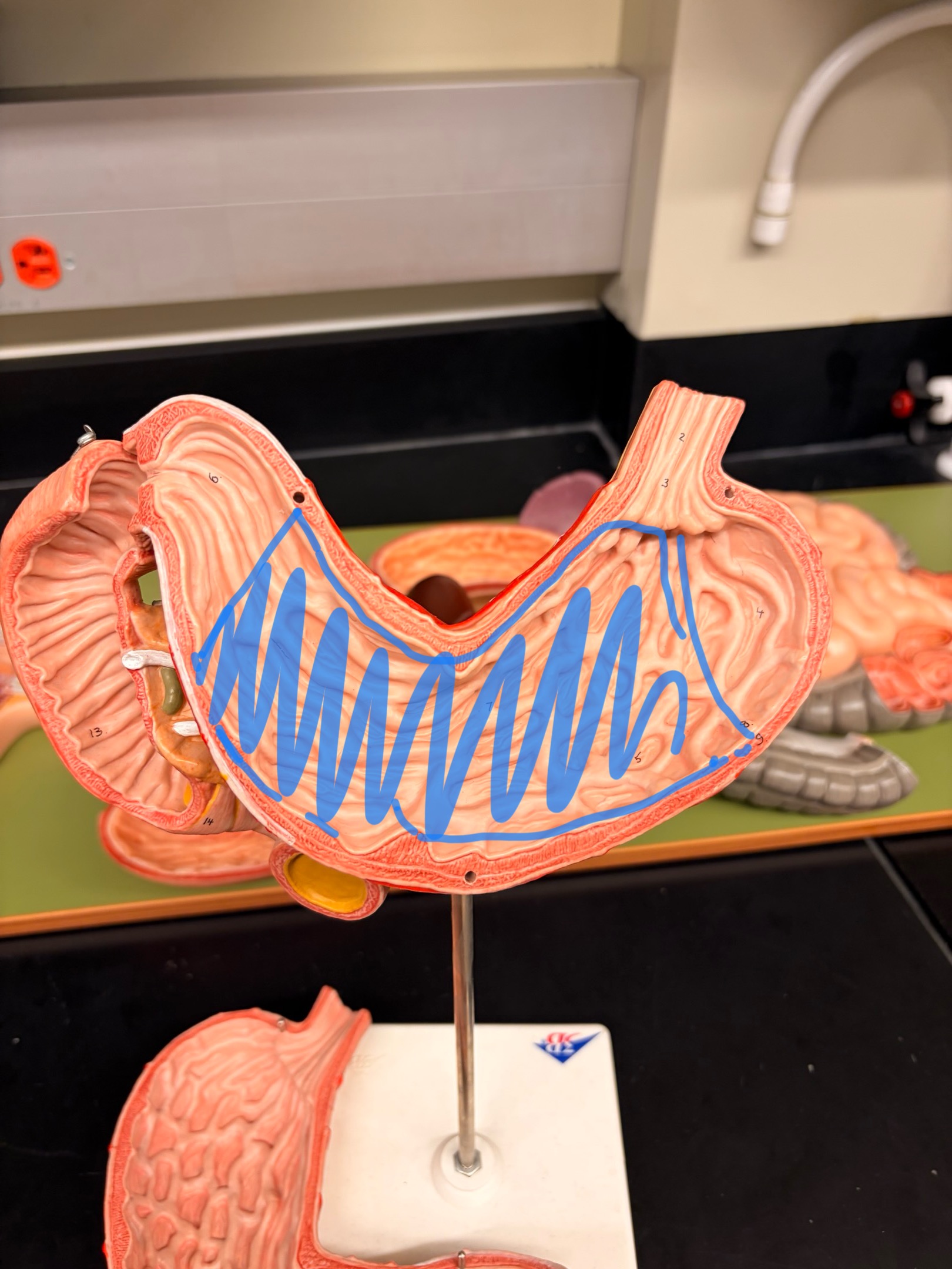 knowt flashcard image