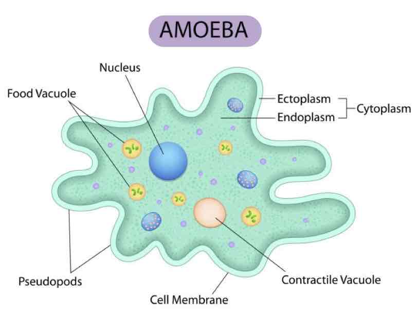 <p>Rhizopod </p><p>-ex: <em>Entamoeba histolytica</em> &amp; <em>E. invadens</em></p>