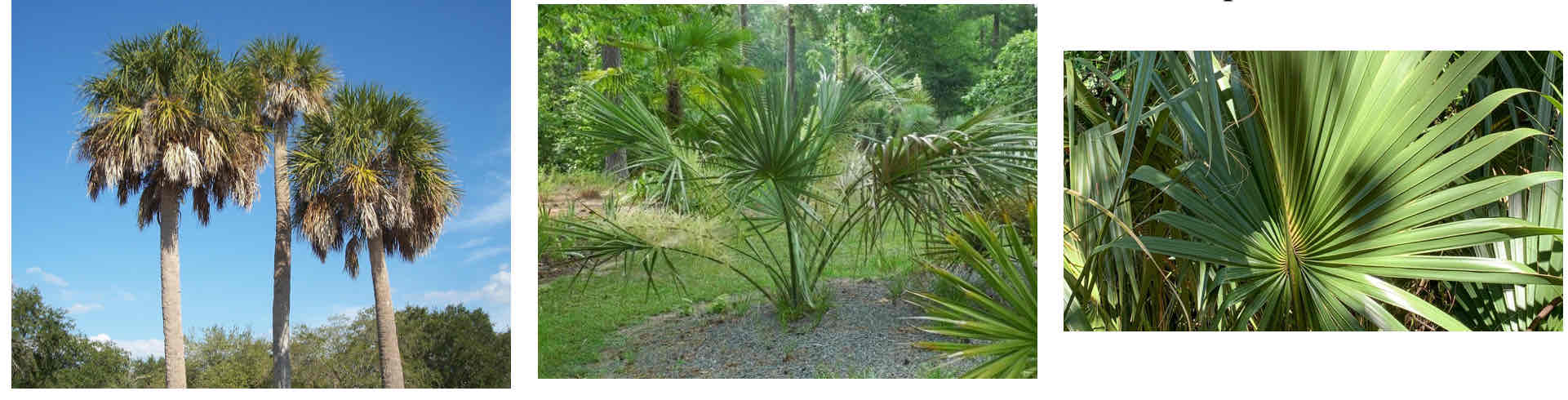 <ul><li><p>Costapamate leaf</p><ul><li><p>Still palmate, aka fan-shaped, but with a well defined midrib</p></li><li><p>Juveniles look like SAW PALMETTO but adults look like standard palm tree</p><ul><li><p>Because they are your standard palm tree</p></li></ul></li></ul></li></ul><p></p>