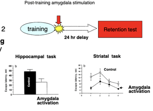 <p>mediated by amygdala</p><ul><li><p>stimulating amygdalas of rats with drugs immediately post-training on Day 1 = improved memory consolidation tested the next day on spatial (hipp.), instrumental (stri.), and aversive (amyg.) learning</p></li><li><p>can modulate consolidation of memories by other systems</p></li></ul><p></p>