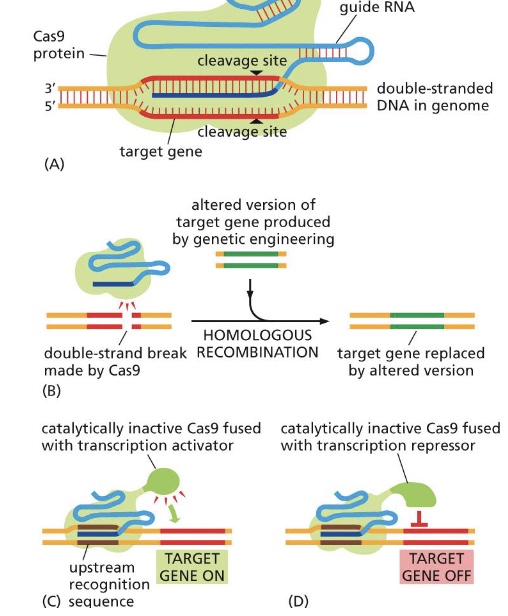 <p>RNA interference (RNAi)</p><p>CRISPR knockout</p>
