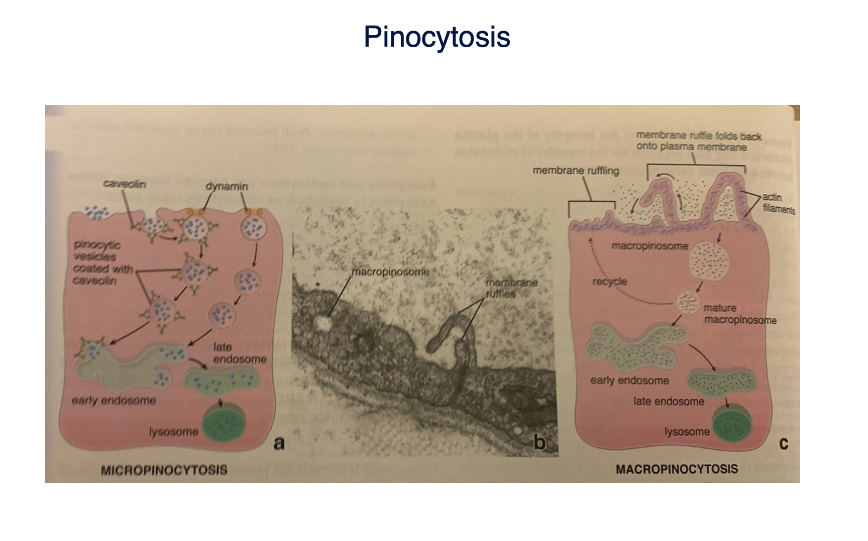 <p><span>Micropinocytosis is the non specific ingestion of fluid and small protein via small vesicles (&lt;150 nm). Is present in everycell and is constitutive. Vesicle formation is usually associated with the presence of caveolin and flotillin.Macropinocytosis involved a rearrangement of the&nbsp; plasma membrane and underlying actin cytoskeleton.</span></p><p></p>