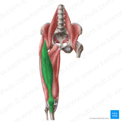 <p>Crosses the hip (only one to do that in the quadriceps muscles)</p><p>Origin: AIIS of the hip bone</p><p>Insertion: tibial tuberosity via quadriceps femoris ligament &amp; patellar ligament</p><p>Action: flexion of hip and knee extension since it crosses the hip</p>