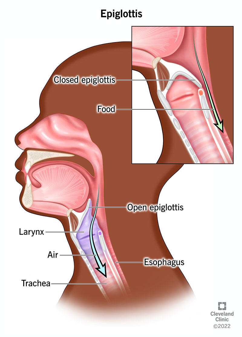 <ul><li><p>An open area that begins at the back of the mouth, serves as a passageway for both air and food.</p></li><li><p>The pharynx muscular walls function in swallowing.</p></li><li><p>A flap of tissue called the epiglottis prevents food from entering the trachea during swallowing.</p></li></ul>