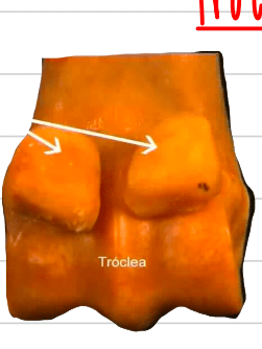 <p>if this is a trochlea of a metacarpal, what are the two small bones?</p>