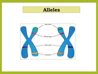 <p>Alleles</p>