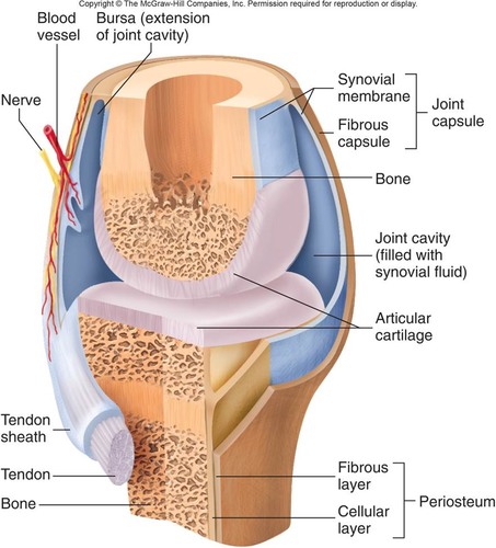 bones separated by fluid-filled joint cavity