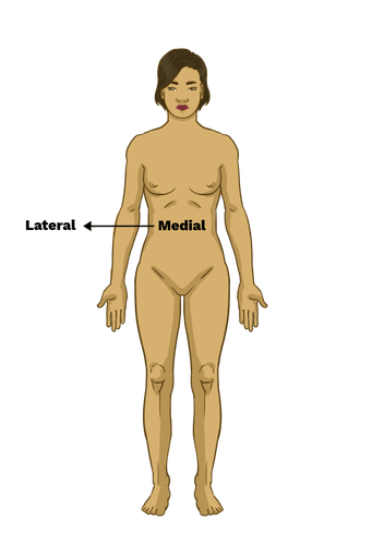 <p>lateral </p>