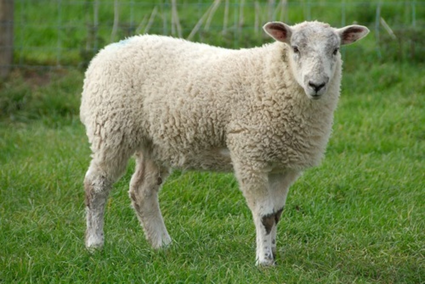 <p>Sheep</p>
