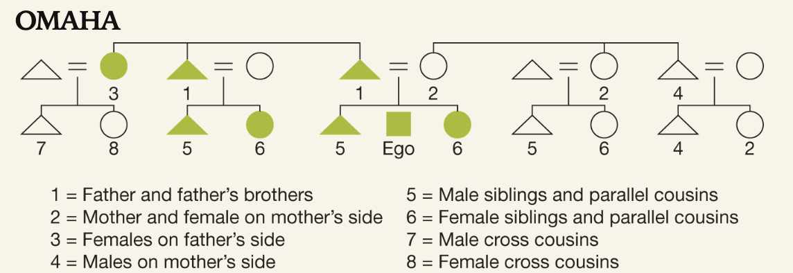 <p>Tracks kinships through patrilineal descent (distinguishing between cousins takes importance)</p>