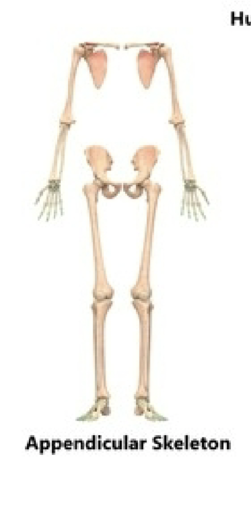 <ul><li><p>bones that support and connect the limbs to the body</p></li><li><p>referencing the limbs, shoulder, girdle, pelvic girdle</p></li></ul><p></p>