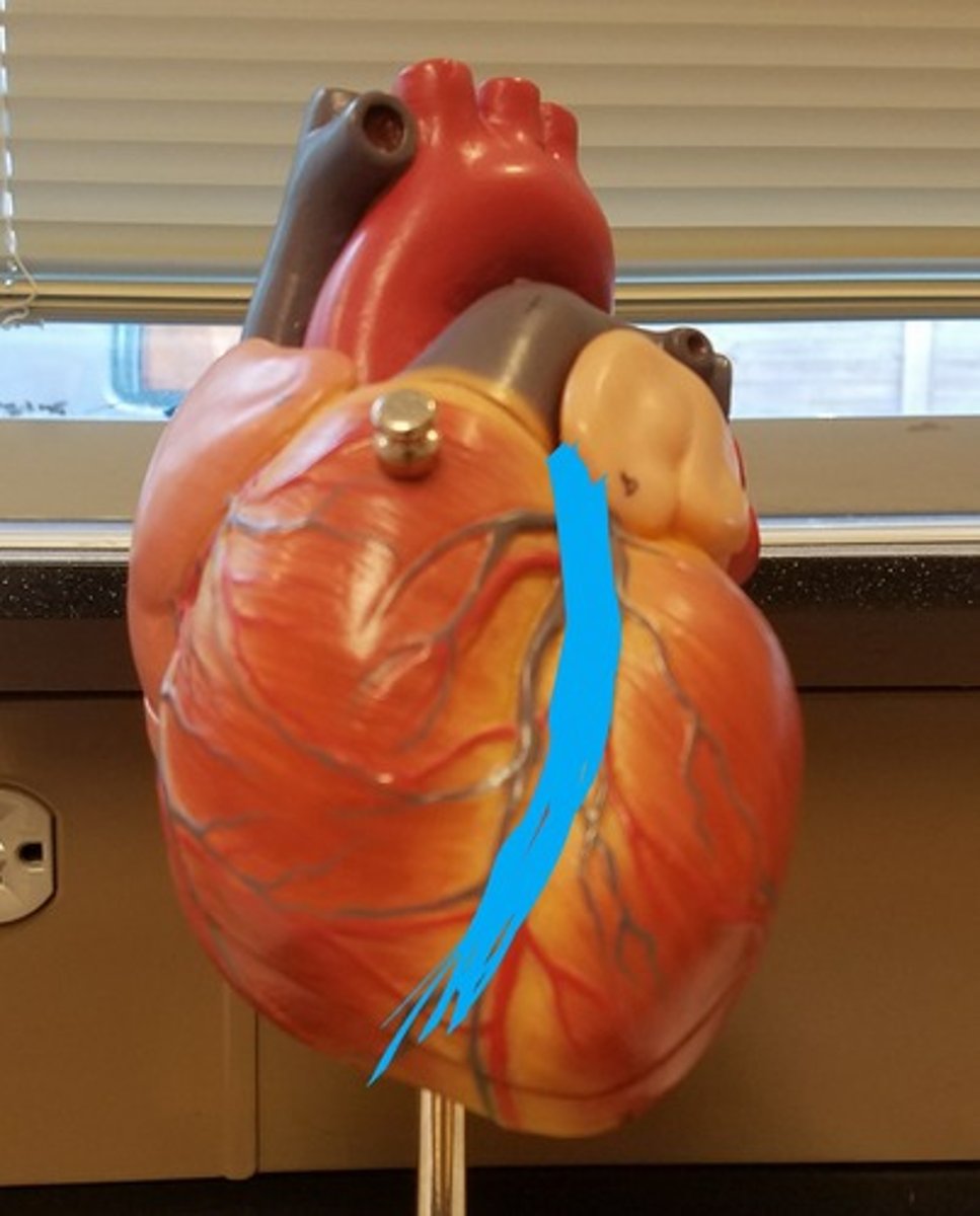 <p>What is the feature/groove of the heart that is highlighted?</p>