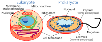 <p>Nucleoid</p>