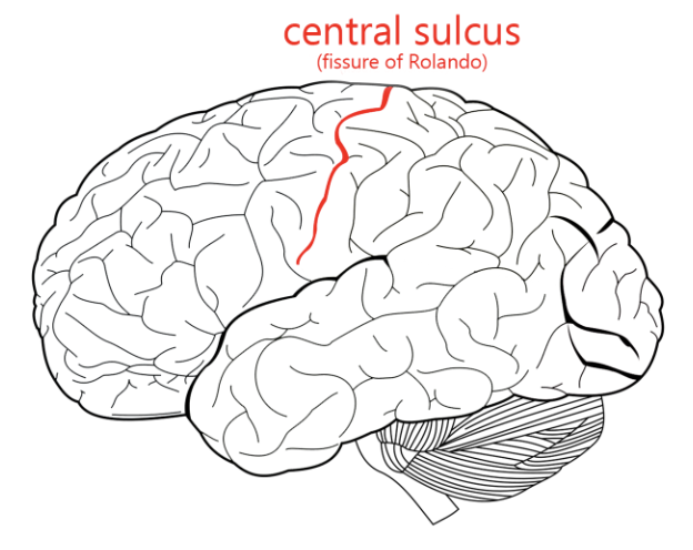 <p>central sulcus</p>