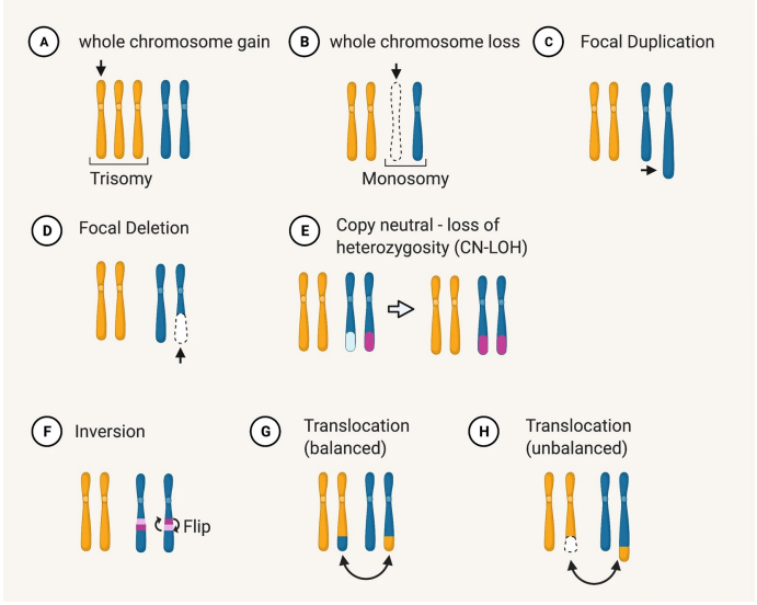 <ul><li><p>Deletion (loss of chromosome regions)</p></li><li><p>Duplications (One or more additional copies of a region)</p></li><li><p>Translocation (Chromosomal rearrangement)</p></li></ul><p></p>