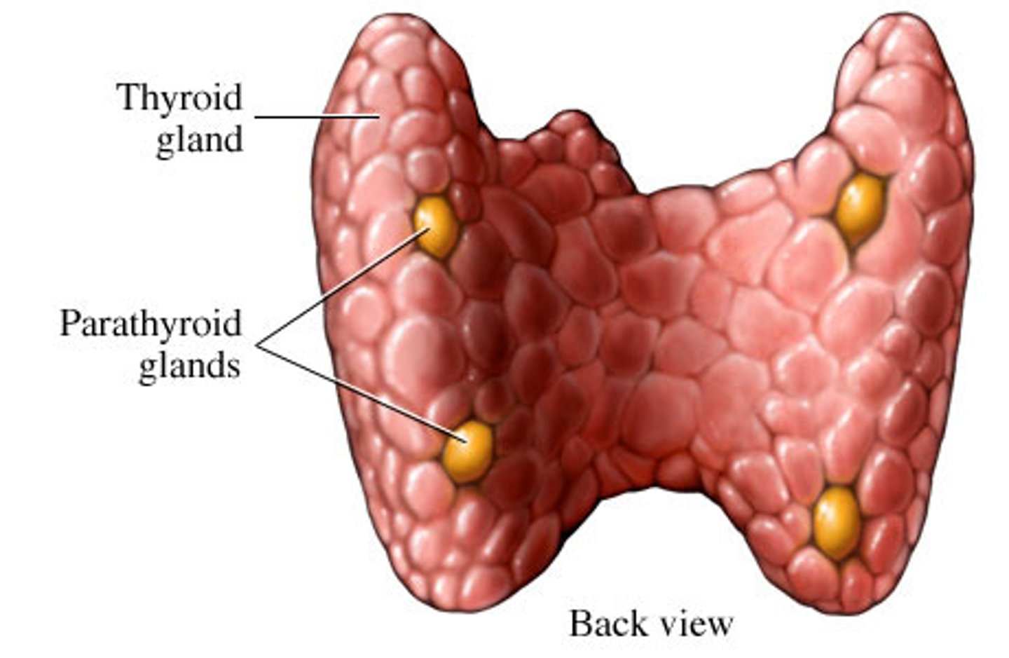 <p>4-8 tiny yellow glands embedded in thyroid</p><p>-contain oxyphil, and parathyroid cells that secrete PTH</p>