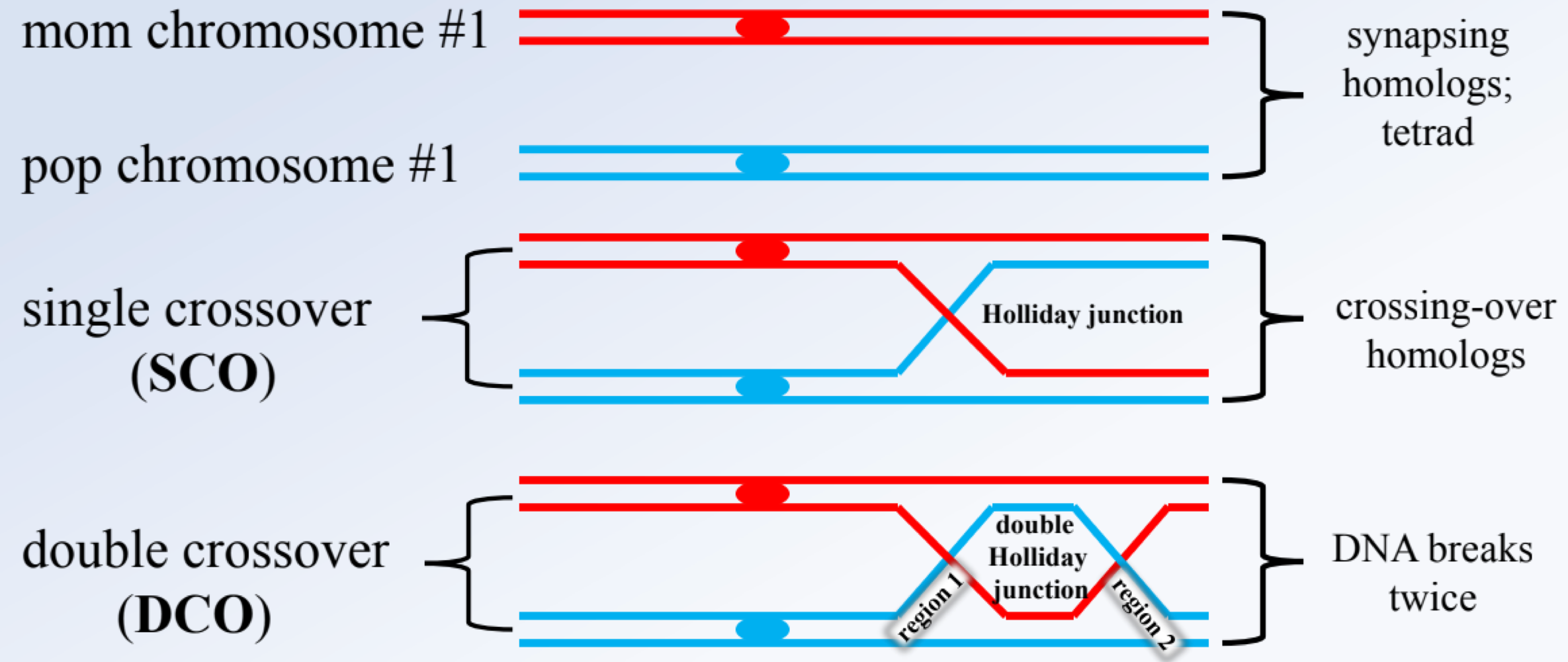 <p>single crossovers (SCO) </p>