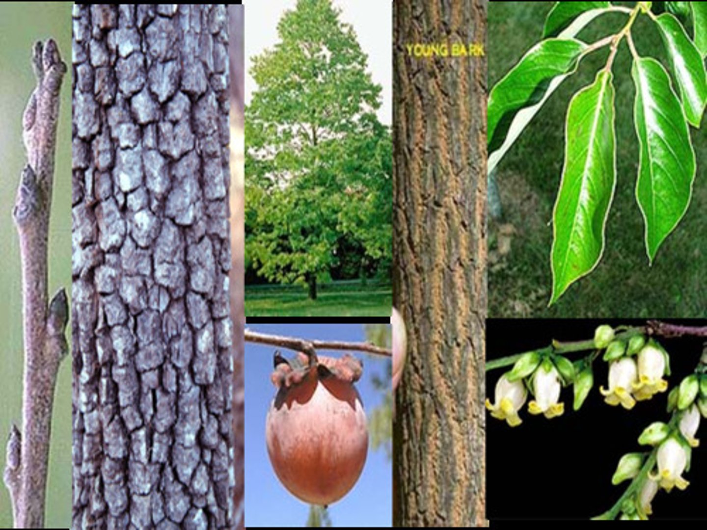 <p>Ebenaceae Diospyros virginiana</p>