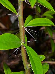 <p><em>Pereskia</em></p>