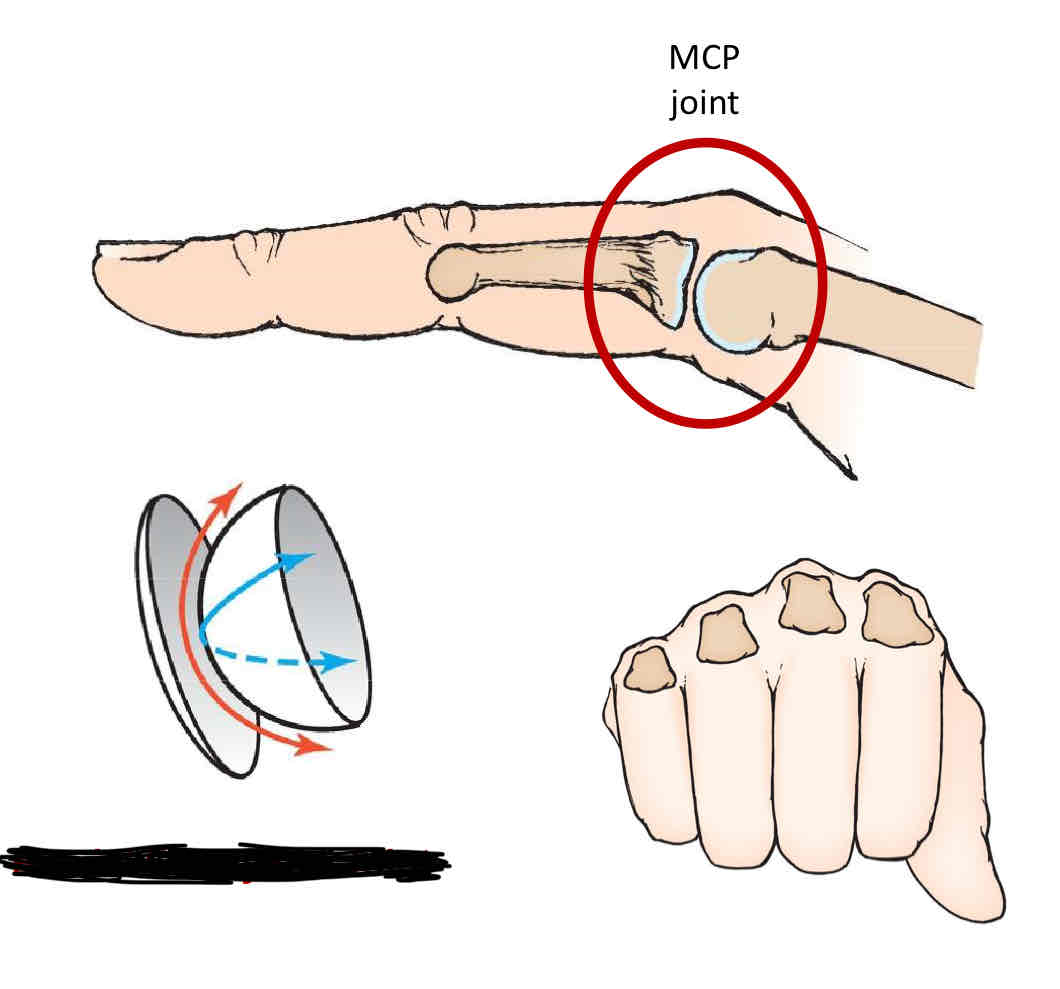 <p>Metacarpophalangeal Joints</p>
