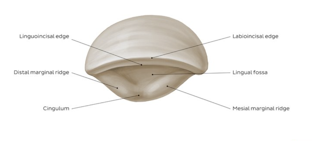 <p>mesiodistally&nbsp;</p>
