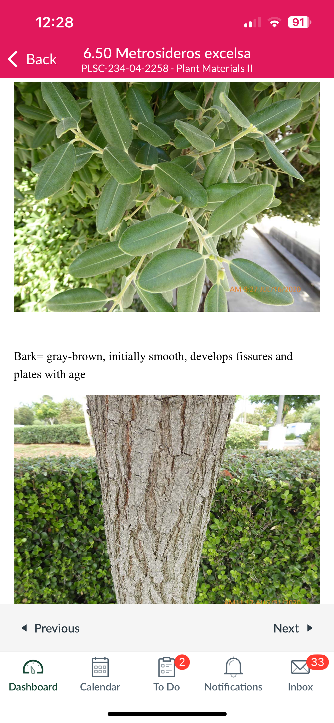 <p>Metrosideros excelsa</p>