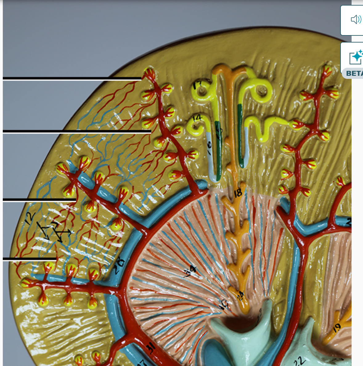 term image