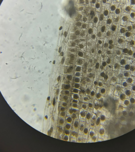 monocot root