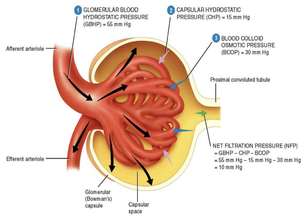 <ul><li><p><span style="color: green"><strong>Hydrostatic pressures</strong></span><strong> </strong>in </p><ul><li><p><em>afferent arteriole, glomerulus, Bowman’s capsule </em></p></li></ul></li><li><p><span style="color: green"><strong>Molecular size </strong></span>of substances in <span style="color: green"><strong>blood</strong></span><strong> </strong></p></li></ul><p></p>