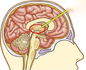 Part of the limbic system; located in the forebrain; helps control attention span; senses pain and keeps track of body sensations; transmits information to the cerebrum; all sensory information (except smell) passes through to get to the cerebral cortex

[A relay station for sensory impulses travelling to the cerebral cortex]
