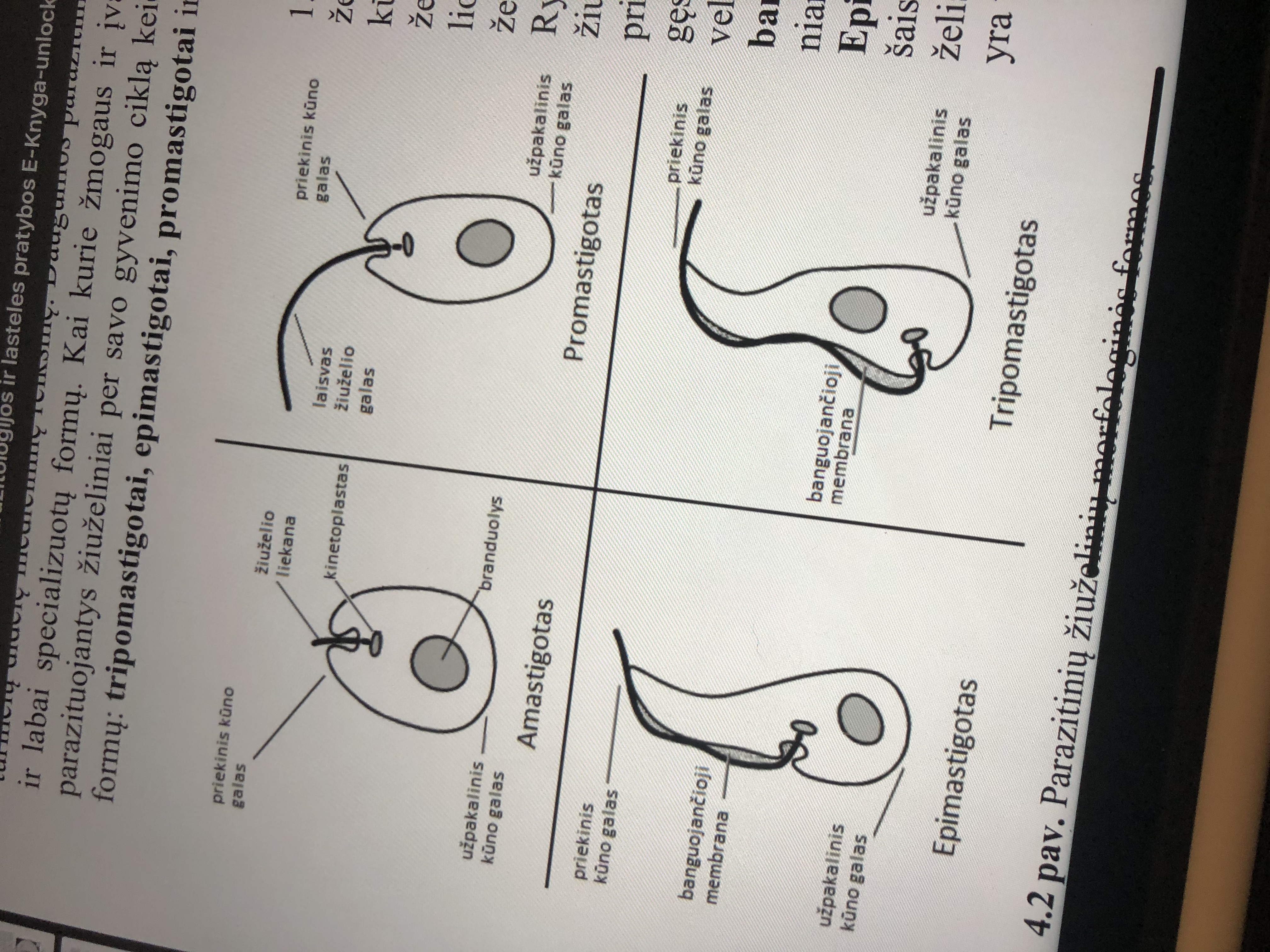 knowt flashcard image