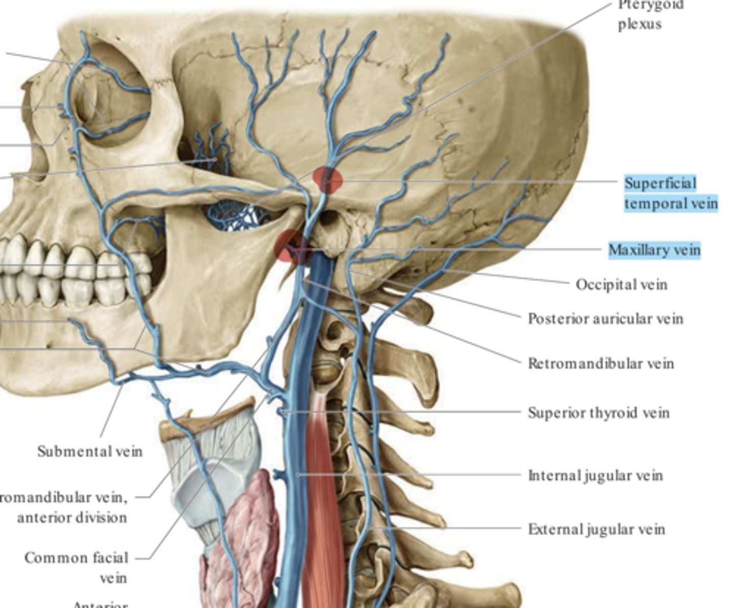 <p>Anslutert till både jugularis anterior och interna</p>