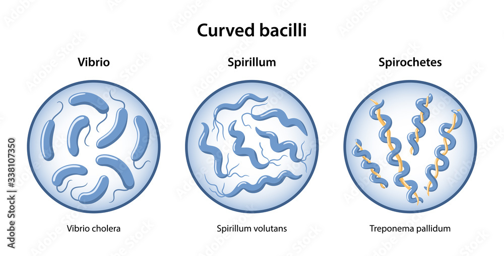 <p>Vibrio, spirillum, spirochete</p>