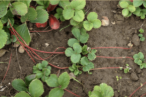 <p>what is the stem modification</p>
