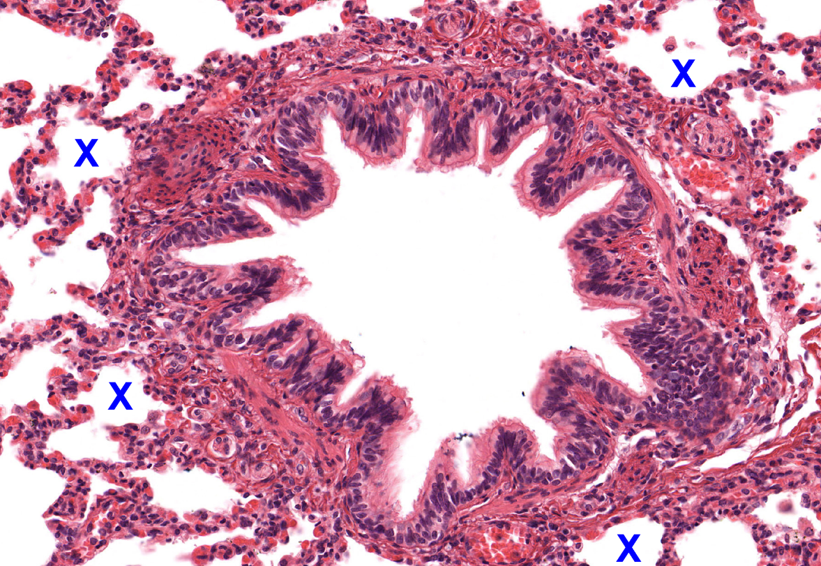 <p>histology</p>