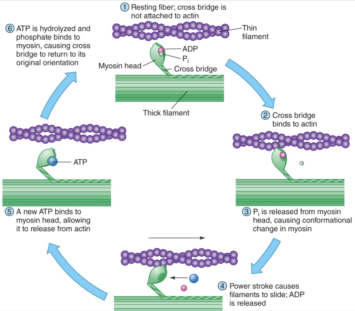 <ol><li><p>resting fiber; cross bridge is not attached to actin; tropomyosin blocking binding sites</p></li><li><p>cross bridge binds to actin</p></li><li><p>Phosphate intermediate is released from myosin head, causing a shape change in myosin</p></li><li><p>power stroke causes filaments to slide; ADP is released; myosin head is still bound to actin</p></li><li><p>a new ATP bind to myosin head, allowing it to release from actin</p></li><li><p>ATP is hydrolyzed snd phosphate binds to myosin causing cross bridge to return to its original orientation</p></li></ol><ul><li><p>process only happens if calcium is present to move tropomyosin from blocking binding sites*</p></li></ul>