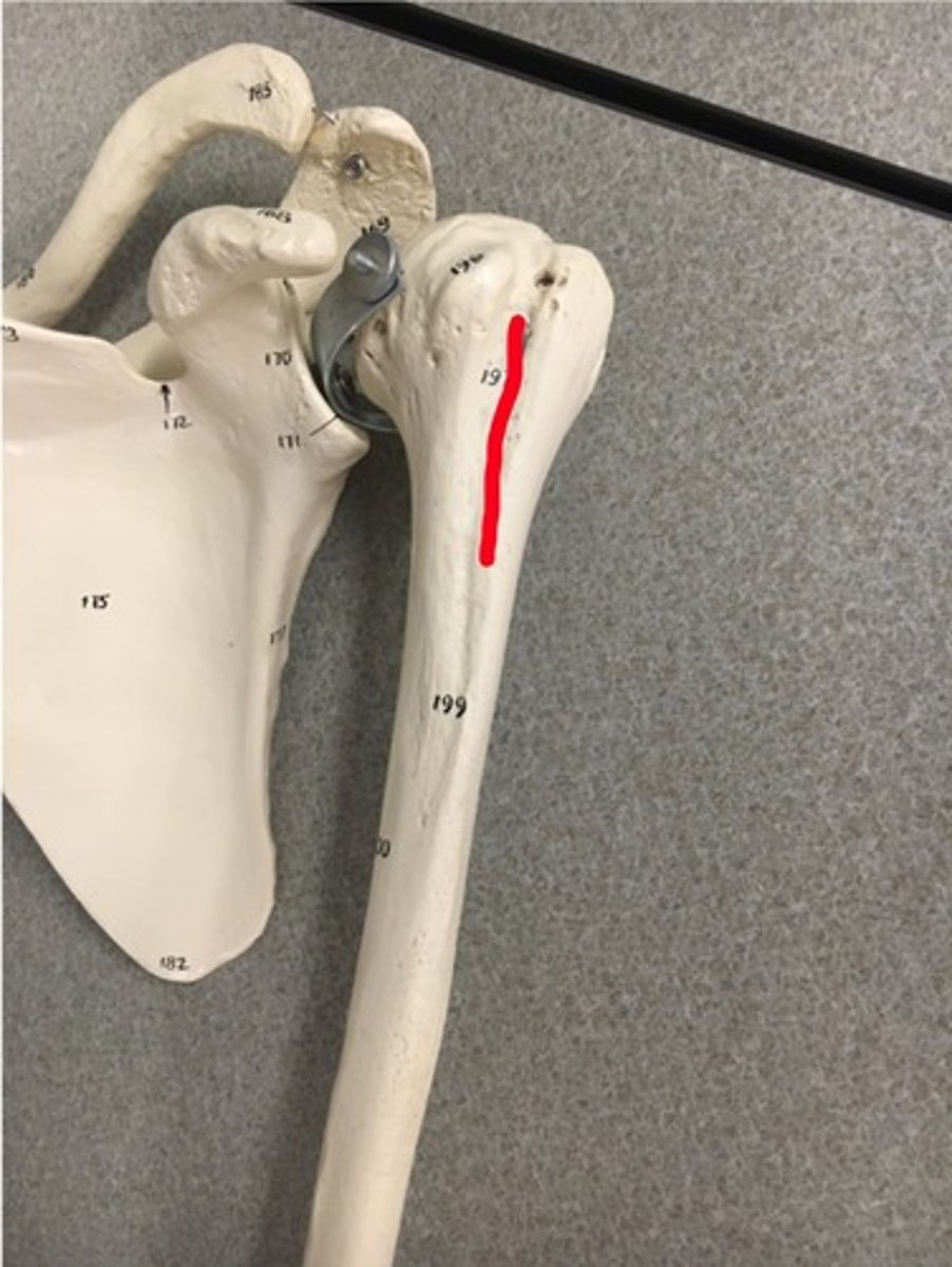 <p>Between 2 tubercles</p>