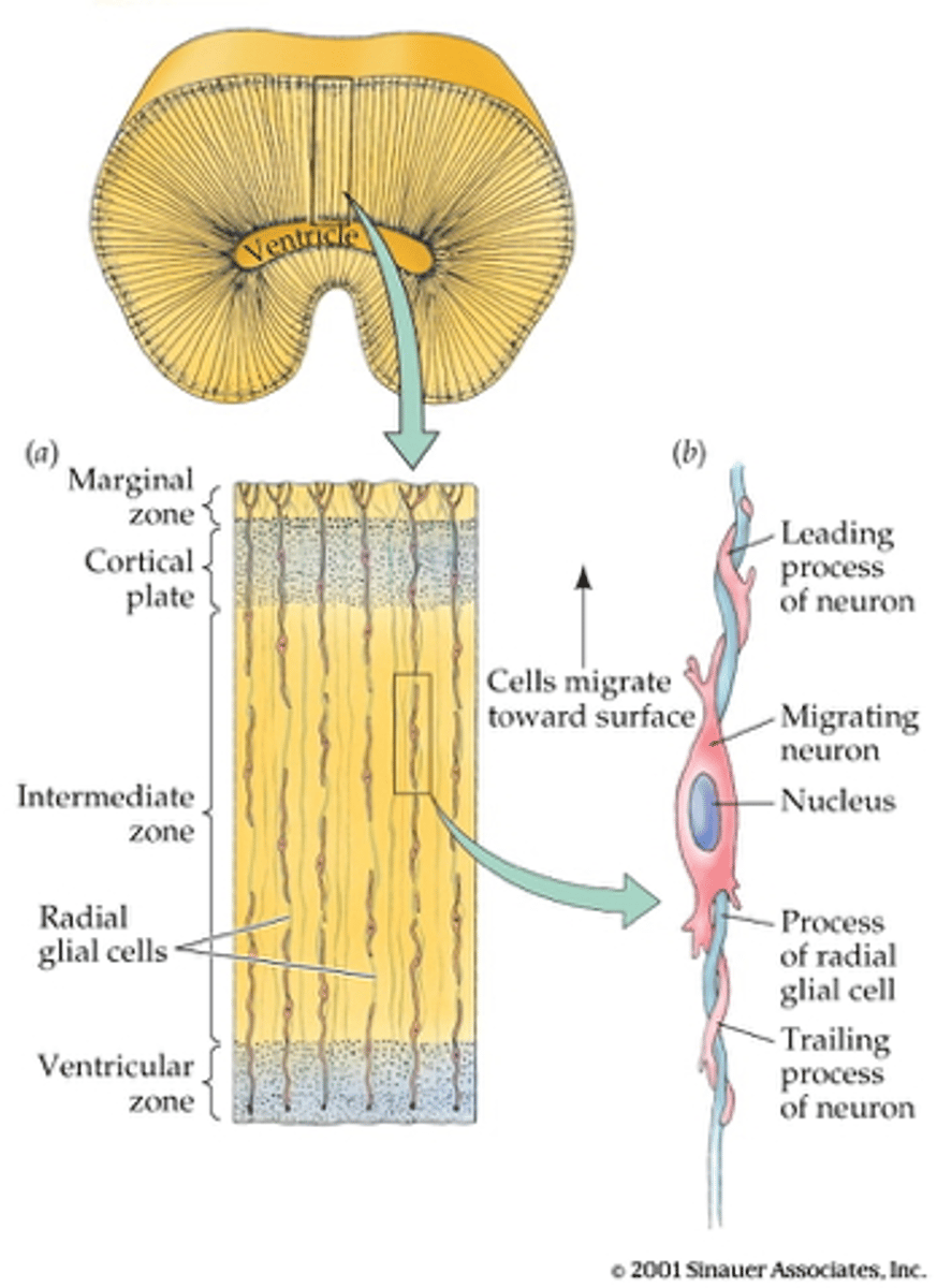 <p>stroom van neuronen die ontstaan uit de radial glia en omhoog migeren</p>