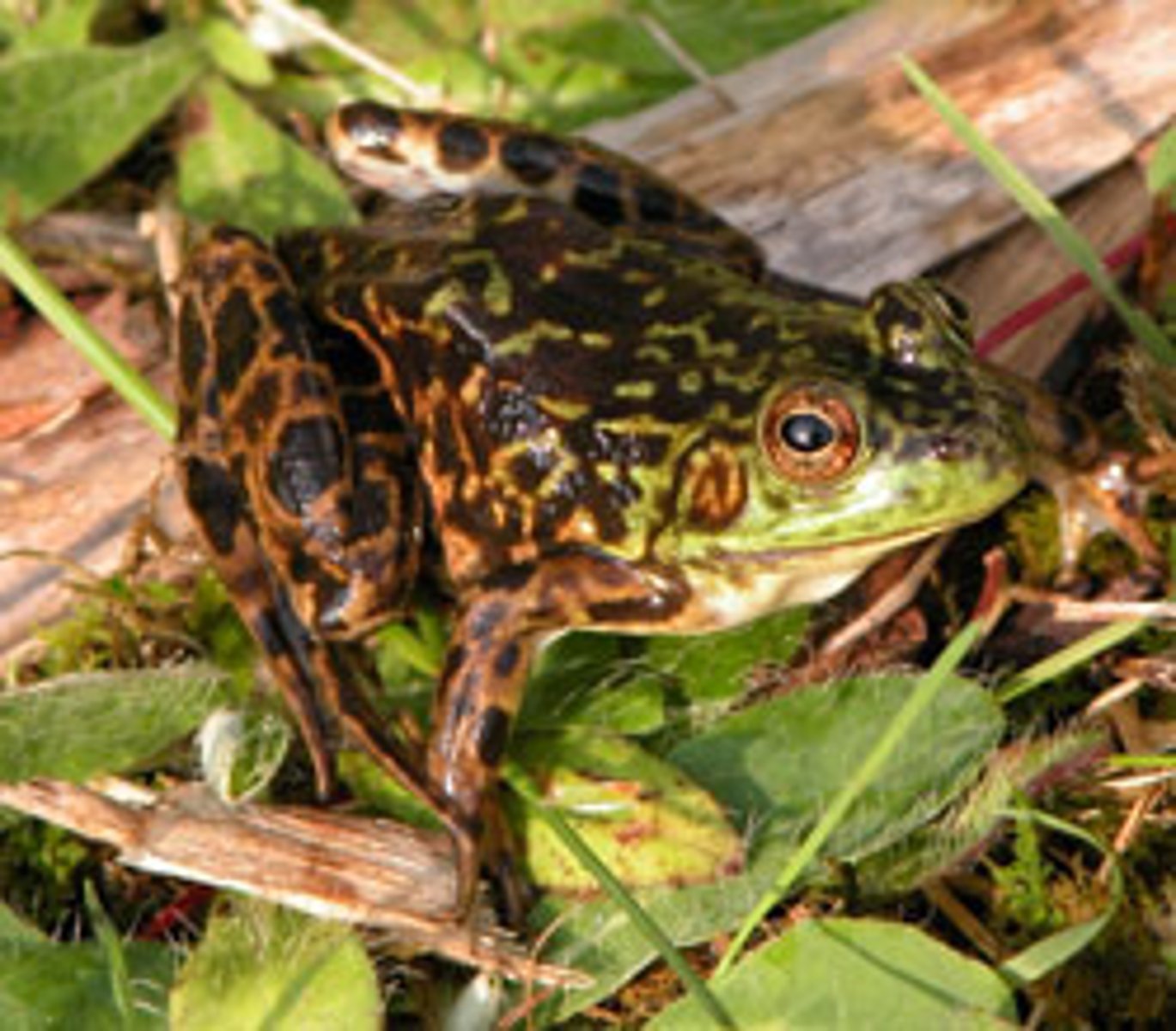 <p>Lithobates septentrionalis</p><p>Order: Anura</p><p>Family: Ranidae</p>